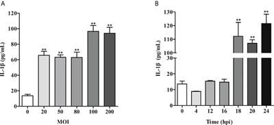 RNA-seq reveals a novel porcine lncRNA MPHOSPH9-OT1 induces CXCL8/IL-8 expression in ETEC infected IPEC-J2 cells
